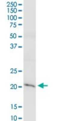 Western Blot: Claudin-15 Antibody [H00024146-D01P]