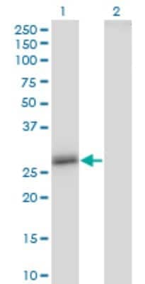 Western Blot: Claudin-16 Antibody (1F2) [H00010686-M02]