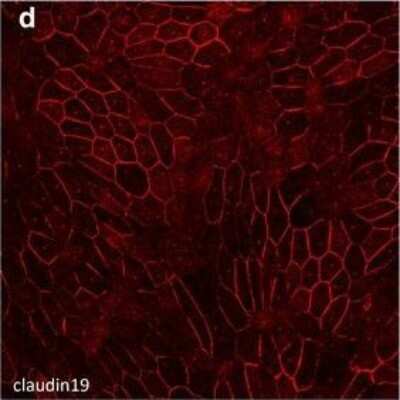 Immunocytochemistry/ Immunofluorescence: Claudin-19 Antibody (2F2) [H00149461-M02]