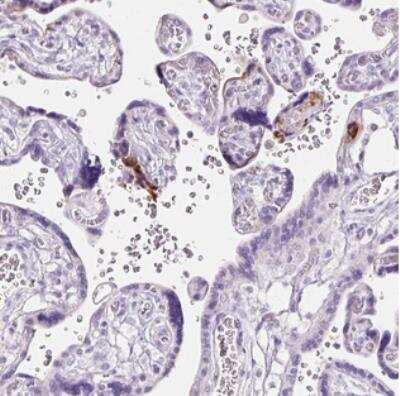 Immunohistochemistry: Claudin-25 Antibody [NBP2-30808]