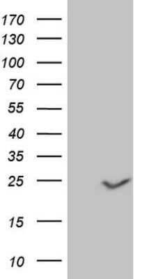 Western Blot: Claudin-3 Antibody (OTI1E7) [NBP2-46299]