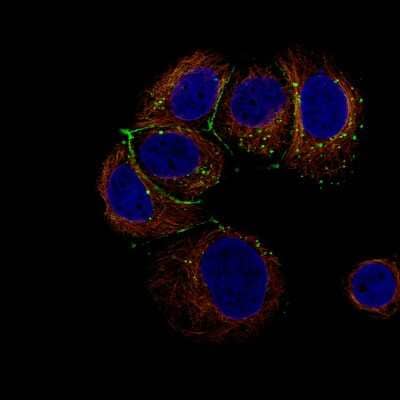 Immunocytochemistry/ Immunofluorescence: Claudin-3 Antibody (CL13128) [NBP3-18577]