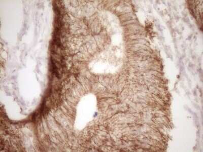 Immunohistochemistry: Claudin-3 Antibody (OTI1E7) - Azide and BSA Free [NBP2-70445]