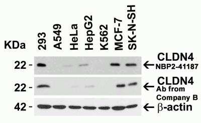Western Blot: Claudin-4 AntibodyBSA Free [NBP2-41187]