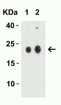 Western Blot: Claudin-4 AntibodyBSA Free [NBP2-41187]