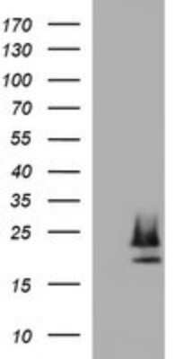 Western Blot: Claudin-6 Antibody (OTI2H1)Azide and BSA Free [NBP2-71416]