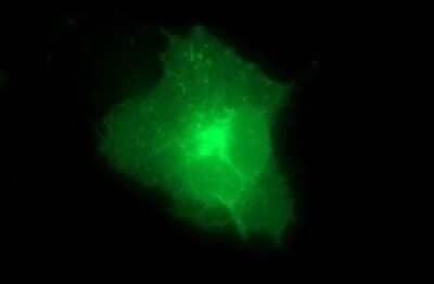 Immunocytochemistry/ Immunofluorescence: Claudin-6 Antibody (OTI2H1) [NBP2-46300]