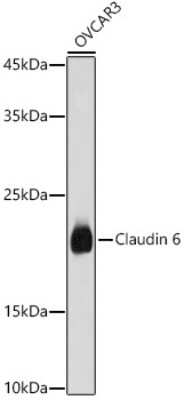 Western Blot: Claudin-6 AntibodyAzide and BSA Free [NBP3-16019]