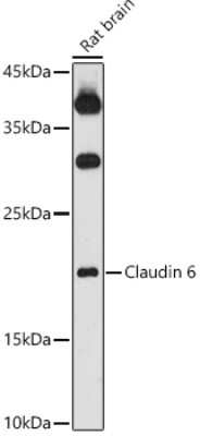 Western Blot: Claudin-6 AntibodyAzide and BSA Free [NBP3-16019]