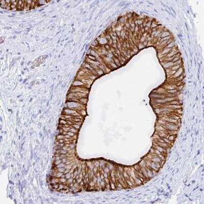 Immunohistochemistry-Paraffin: Claudin-8 Antibody [NBP2-34137]