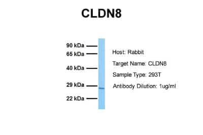 Western Blot: Claudin-8 Antibody [NBP1-59157]