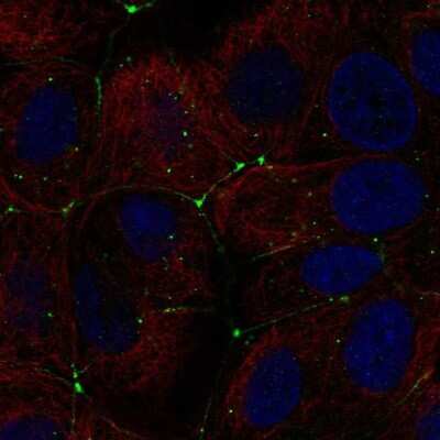 Immunocytochemistry/ Immunofluorescence: Claudin-9 Antibody [NBP2-57269]