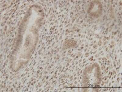 Immunohistochemistry-Paraffin: Cleavage stimulation factor 2 Antibody (3D1-3A6) [H00001478-M01]