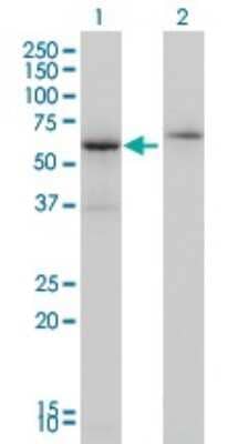 Western Blot: Cleavage stimulation factor 2 Antibody (3D1-3A6) [H00001478-M01]