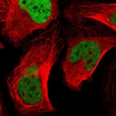 Immunocytochemistry/ Immunofluorescence: Cleavage stimulation factor 2 Antibody [NBP1-87407]