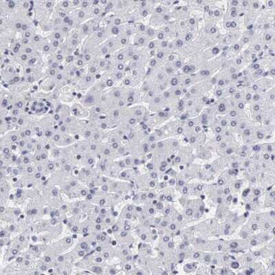 Immunohistochemistry-Paraffin: Cleavage stimulation factor 2 Antibody [NBP1-87407]