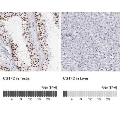 Immunohistochemistry-Paraffin: Cleavage stimulation factor 2 Antibody [NBP1-87407]