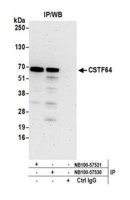 Immunoprecipitation: Cleavage stimulation factor 2 Antibody [NB100-57530]