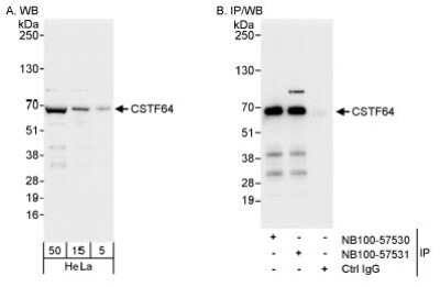 Immunoprecipitation: Cleavage stimulation factor 2 Antibody [NB100-57531]