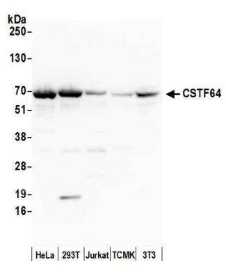 Western Blot: Cleavage stimulation factor 2 Antibody [NB100-57530]