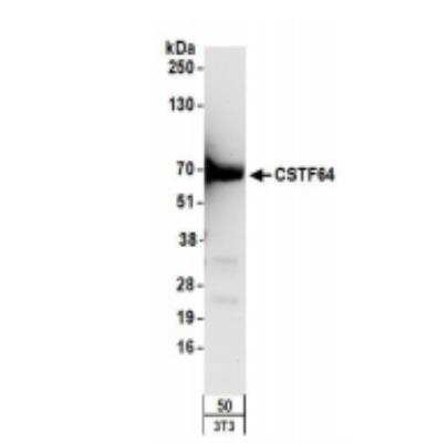 Western Blot: Cleavage stimulation factor 2 Antibody [NB100-57531]