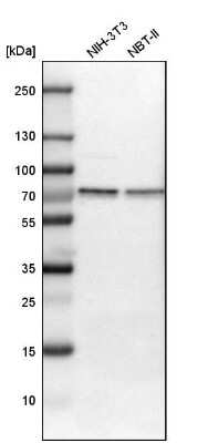 Western Blot: Cleavage stimulation factor 2 Antibody [NBP1-87407]