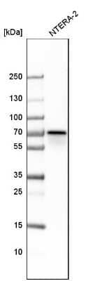 Western Blot: Cleavage stimulation factor 2 Antibody [NBP1-87407]