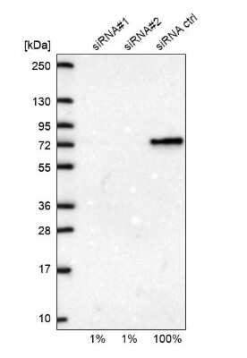 Western Blot: Cleavage stimulation factor 2 Antibody [NBP1-87407]