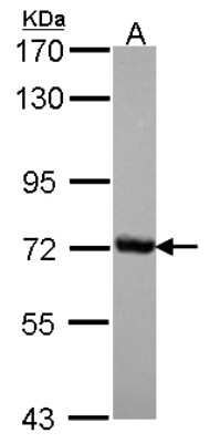 Western Blot: Cleavage stimulation factor 2 Antibody [NBP2-15915]