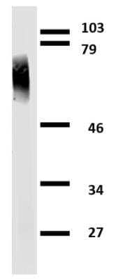 Western Blot: Clusterin/APOJ Antibody (Hs-3)BSA Free [NB500-552]