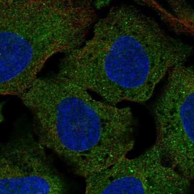 Immunocytochemistry/ Immunofluorescence: Clusterin-like 1/CLUL1 Antibody [NBP2-69003]