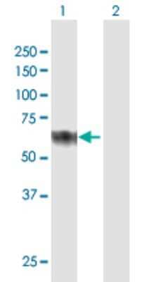 Western Blot: Clusterin-like 1/CLUL1 Antibody [H00027098-B01P]