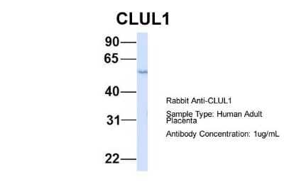 Western Blot: Clusterin-like 1/CLUL1 Antibody [NBP1-57712]