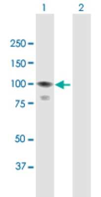 Western Blot: CoCoA Antibody [H00057658-B01P]