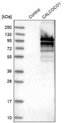 Western Blot: CoCoA Antibody [NBP1-88216]