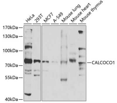 Western Blot: CoCoA AntibodyBSA Free [NBP2-92920]