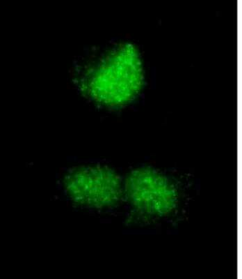 Immunocytochemistry/ Immunofluorescence: CoREST3/RCOR3 Antibody [NB100-60637]