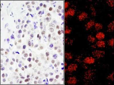 Immunohistochemistry: CoREST3/RCOR3 Antibody [NB100-60637]