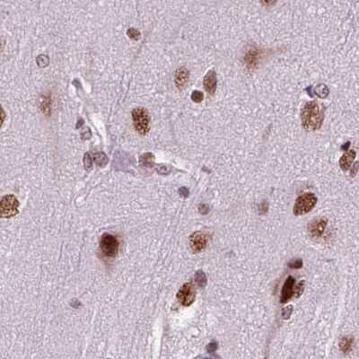 Immunohistochemistry-Paraffin: CoREST3/RCOR3 Antibody [NBP1-83820]