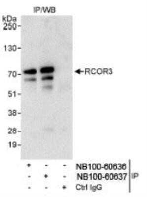 Immunoprecipitation: CoREST3/RCOR3 Antibody [NB100-60636]