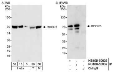 Western Blot: CoREST3/RCOR3 Antibody [NB100-60637]