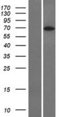 Western Blot: CoREST3/RCOR3 Overexpression Lysate [NBP2-06838]