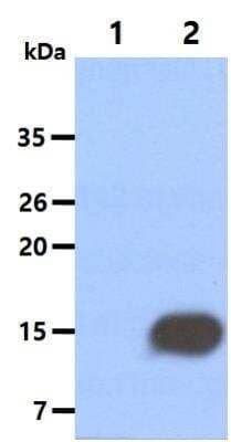 Western Blot: Coactosin-like Protein 1/CotL1 Antibody (1D6)BSA Free [NBP2-31203]