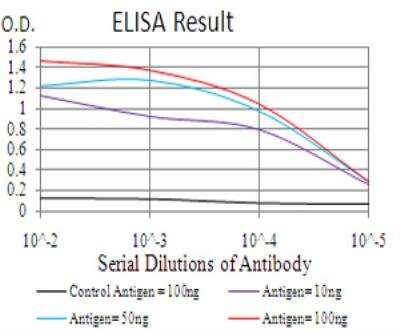 ELISA: Coactosin-like Protein 1/CotL1 Antibody (5C8) - BSA Free [NBP2-37519]