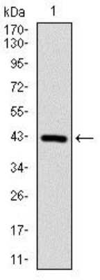 Western Blot: Coactosin-like Protein 1/CotL1 Antibody (5C8)BSA Free [NBP2-37519]