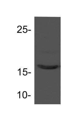 Western Blot: Coactosin-like Protein 1/CotL1 Antibody [NBP1-54851]