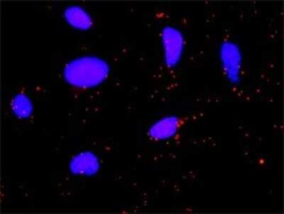 Proximity Ligation Assay: Coagulation Factor II/Thrombin Antibody (1B7) [H00002147-M01]
