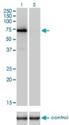Western Blot: Coagulation Factor II/Thrombin Antibody (1B7) [H00002147-M01]