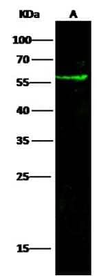 Western Blot: Coagulation Factor III/Tissue Factor Antibody (034) [NBP2-90576]