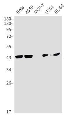 Western Blot: Coagulation Factor III/Tissue Factor Antibody (S04-7G2) [NBP3-14883]